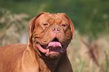 DOGUE DE BORDEAUX 353